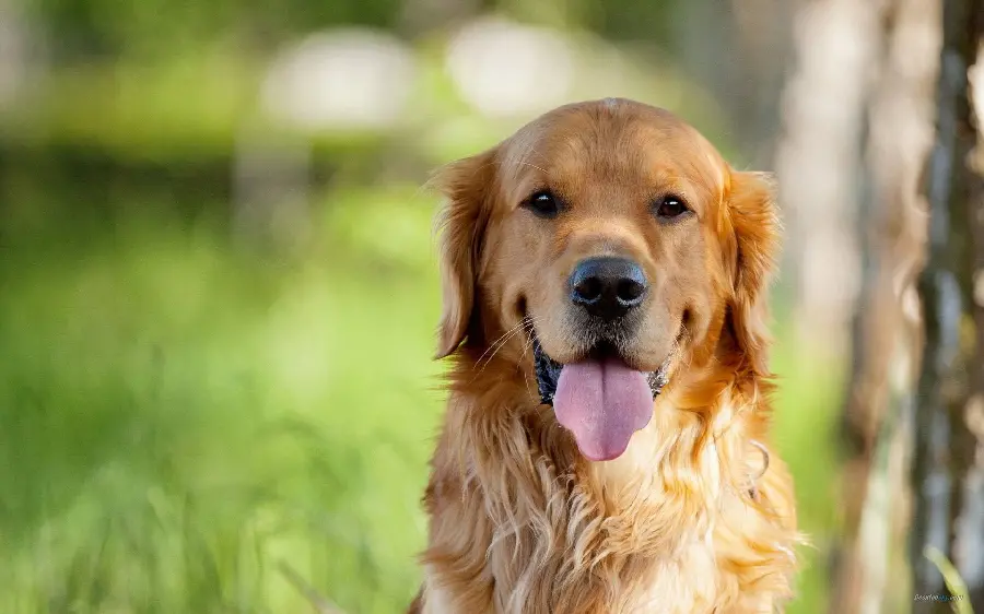 Collection of high-quality and interesting photos of dogs with a funny theme