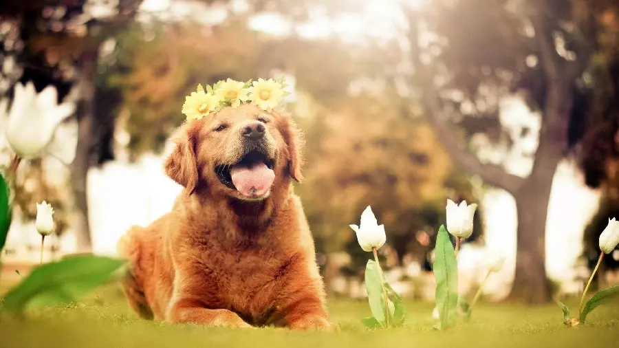 Girl profile photo of a domestic and lovely dog ​​4K