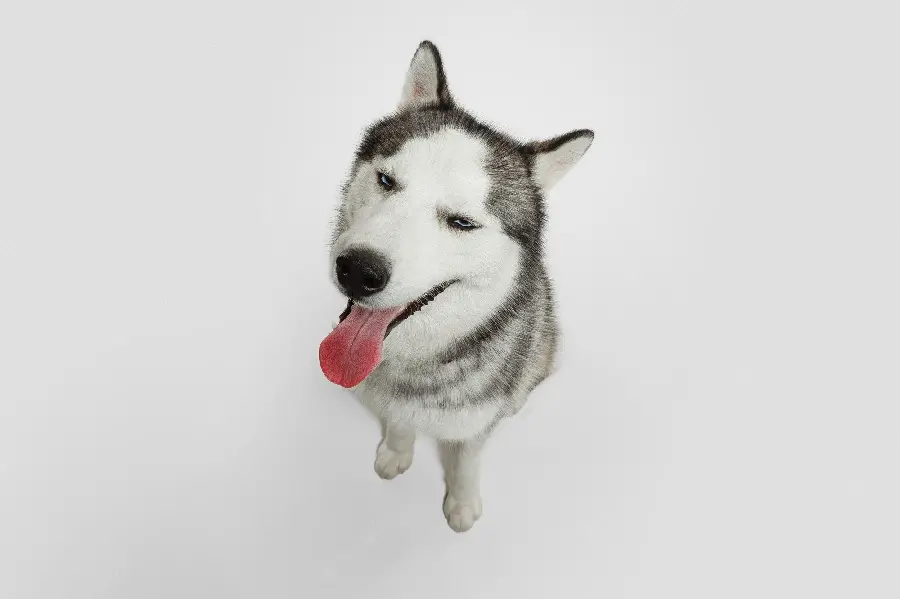 Background image for laptop with cute husky design