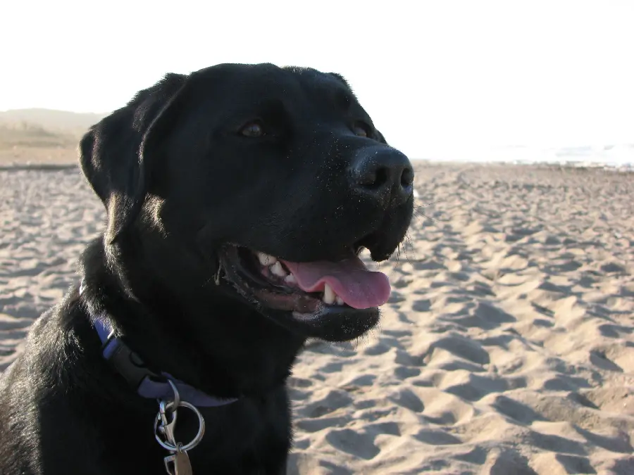 Spectacular and interesting background of a black Labrador Retriever