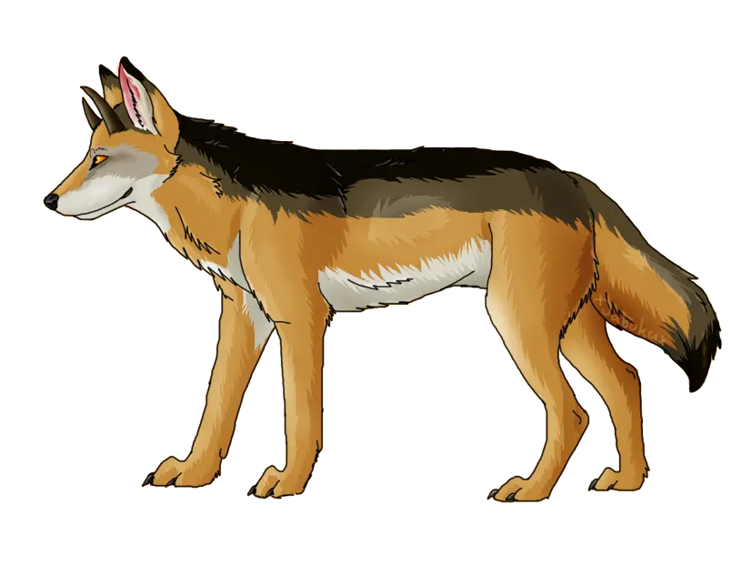 Jackal profile picture with PNG format for virtual networks