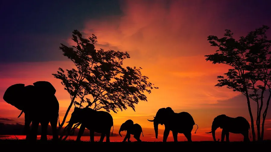 Wallpaper and mobile background of elephant migration in the year 