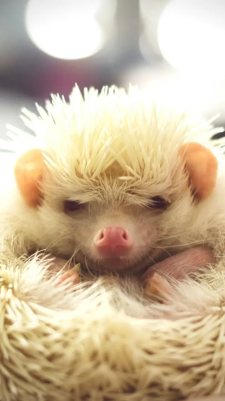 Cute stock photo of baby hedgehog for Android phones