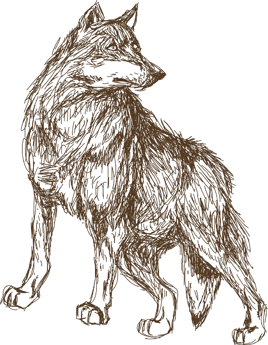 Real Wolf Wallpaper for Profile and Background PNG