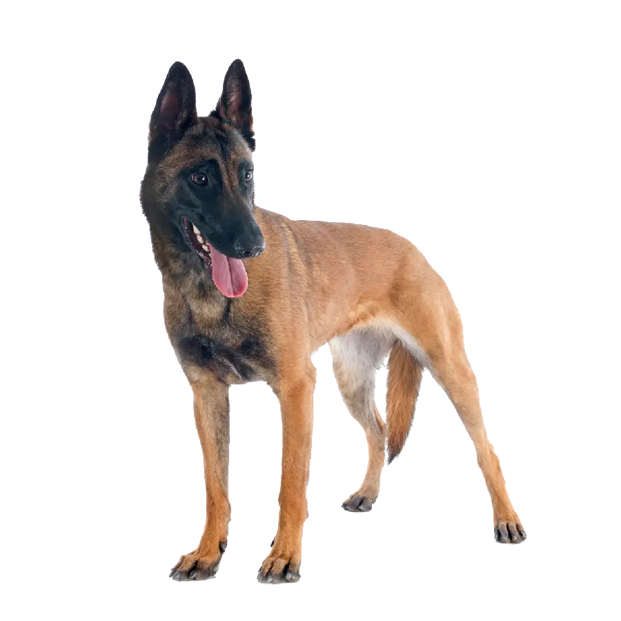 Real Belgian Shepherd dog stock image without background PNG