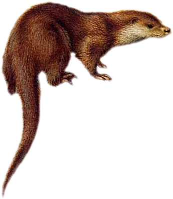 Otter Image for Wildlife Lovers PNG