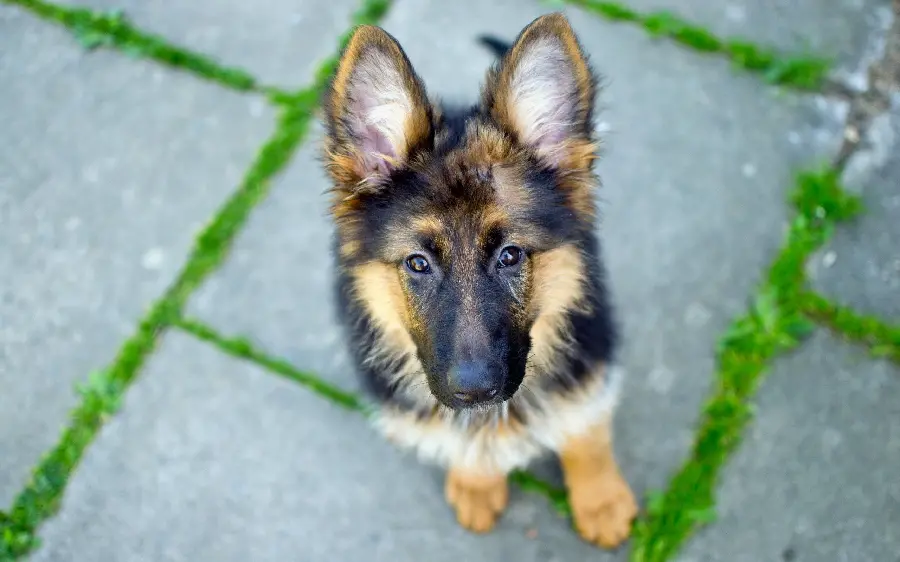 Latest 4K quality wallpapers of beautiful dogs