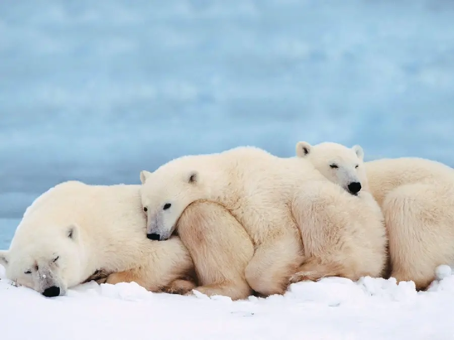 The most viewed photo of polar bear cubs from Johor