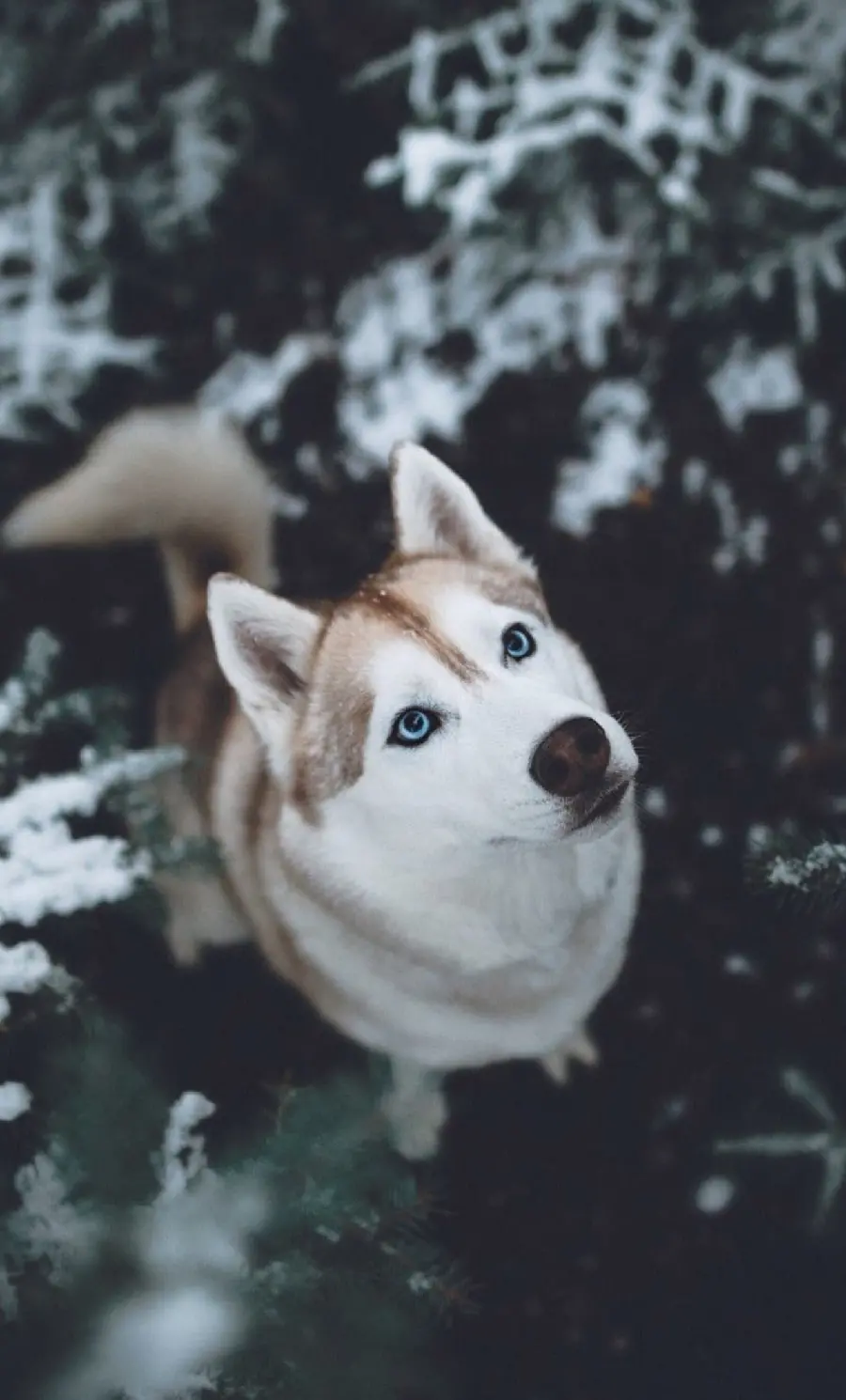 Best Quality Husky Photo for iPhone Profile and Background