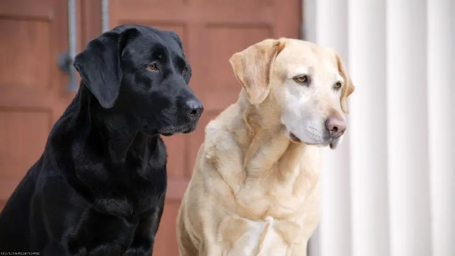 Awesome photo of a black and white Labrador Retriever together