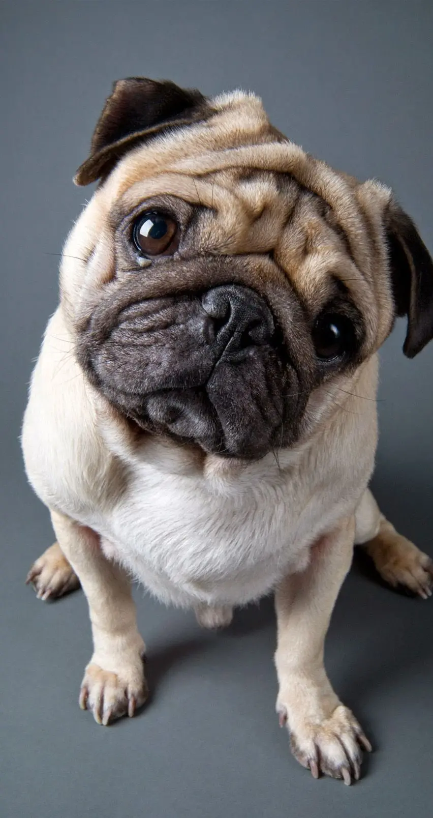 Wallpaper for Social Network Chat Pages with a Funny Pug Dog Design