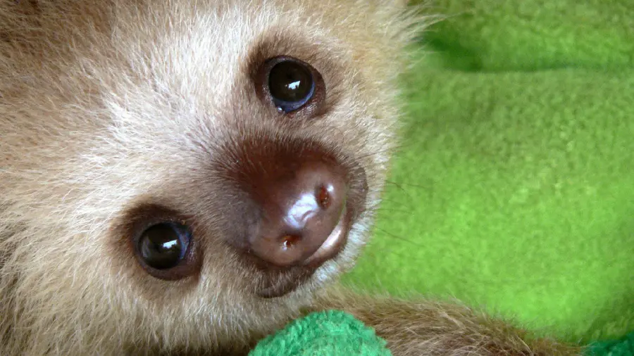 Cute and funny baby sloth photo for profile