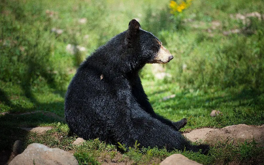 Black bear background photo for computer background and desktop HD