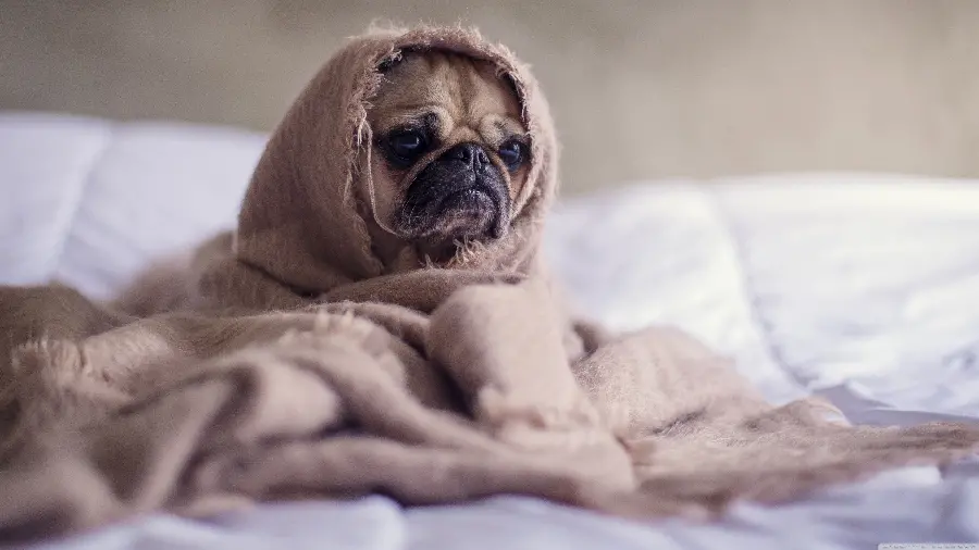 4K Pug Profile Picture