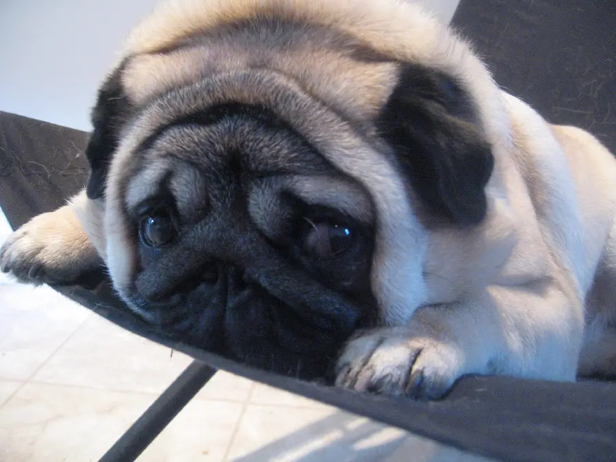 Pug Dog Wallpaper FULL HD