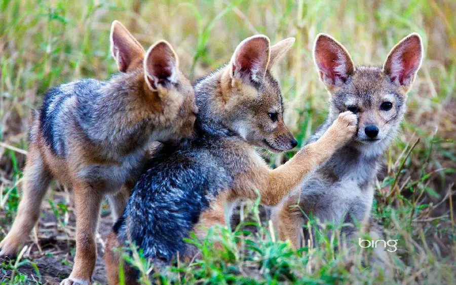 Wallpaper of cute baby jackals playing and being naughty