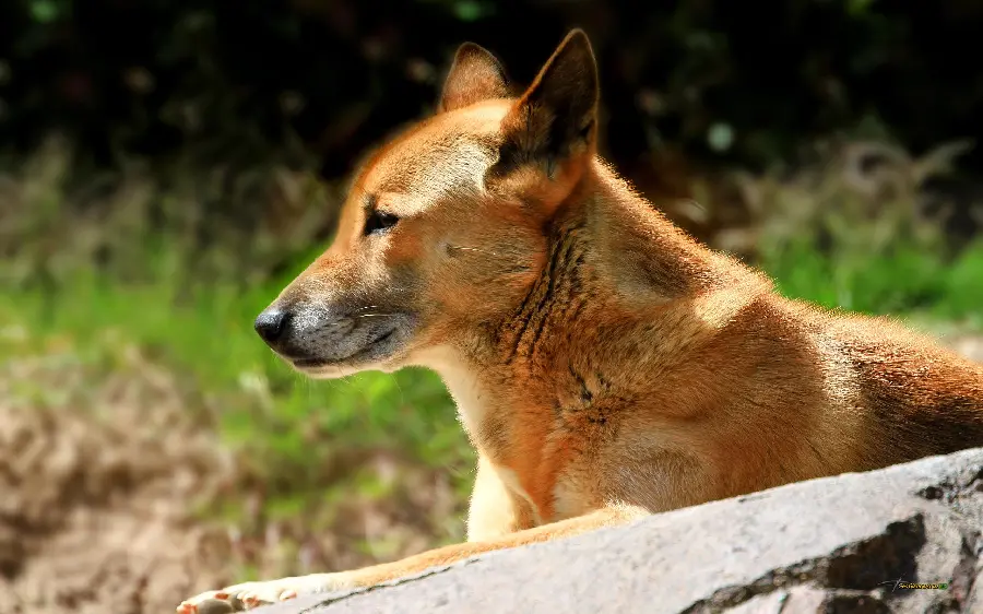 HD background of real dingo or Australian wild dog