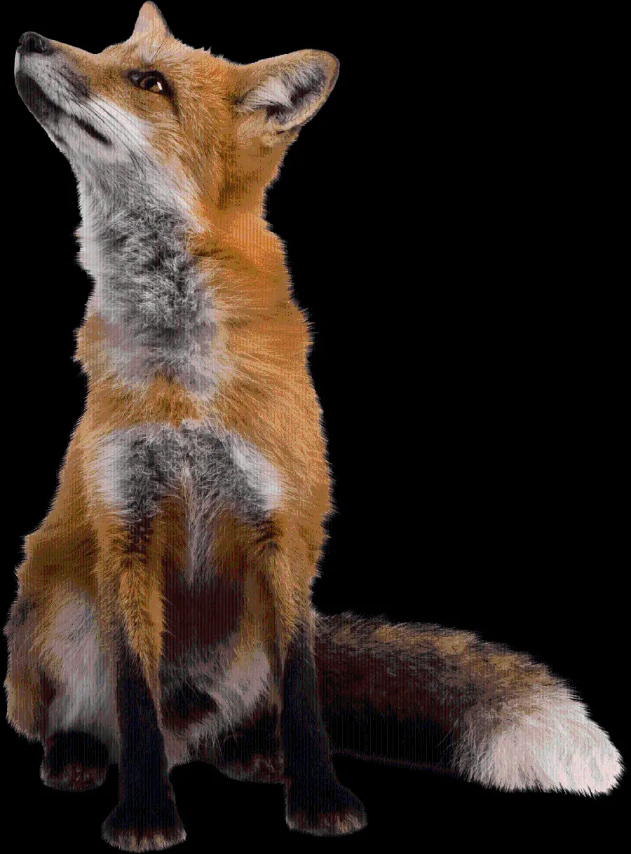 Fantastic background photo of a real fox PNG