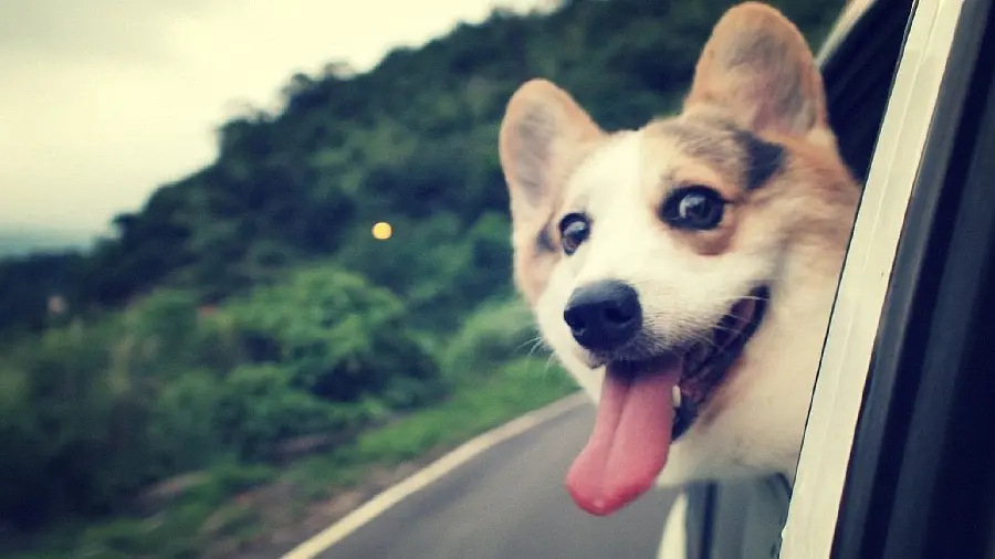 Happy dog ​​background photo for desktop background 