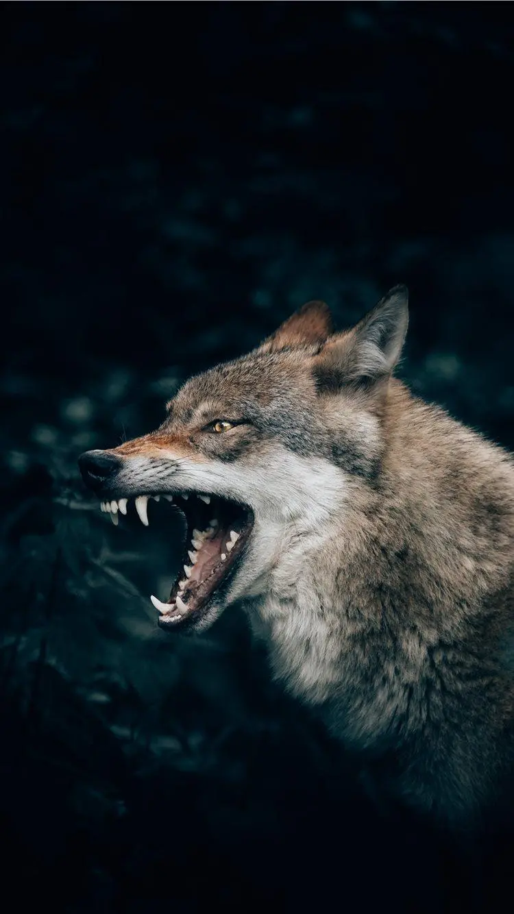 Wild jackal photo with sharp teeth for poster printing 