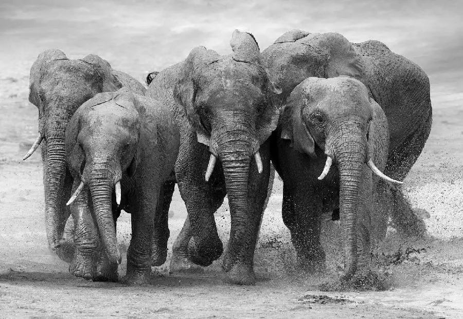 Black and white photo of a herd of elephants