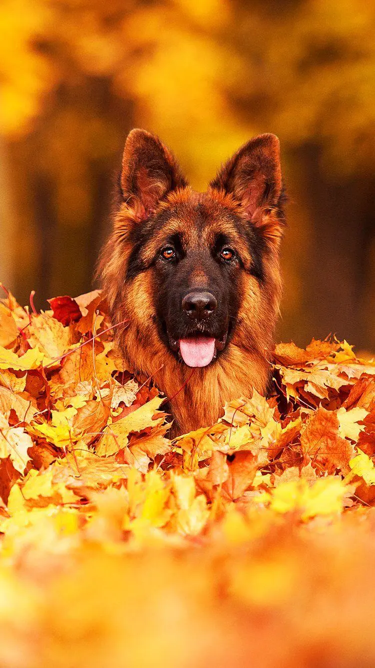 Smiling German Shepherd Photo Among Beautiful Autumn Leaves For iPhone 
