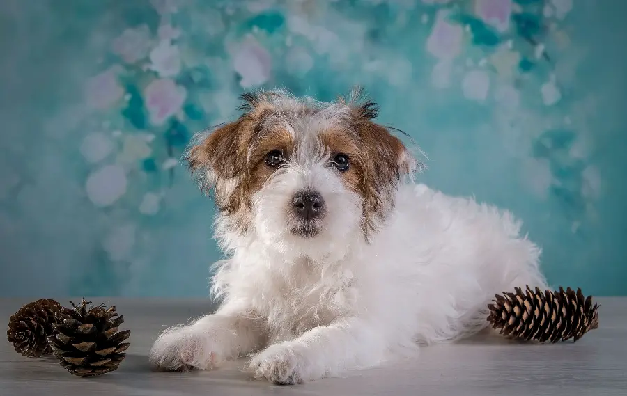 4K Dog Wallpaper for Pet Shop Advertising Poster Printing