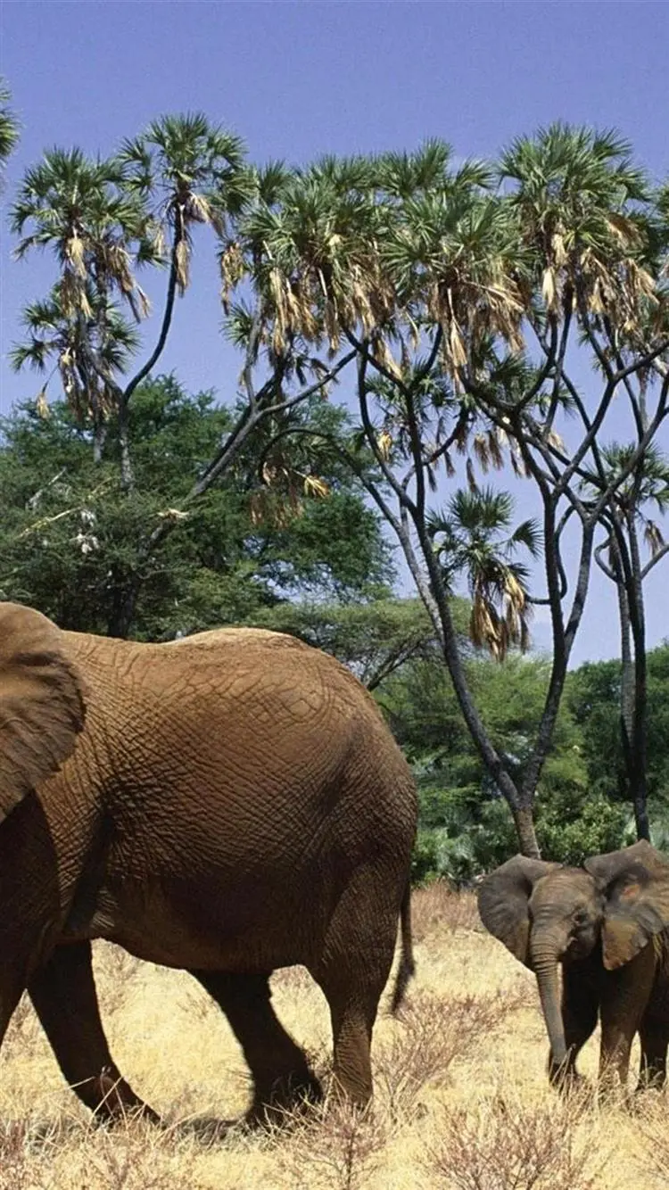 Stock photo of an elephant walking in the forest with good quality for mobile backgrounds