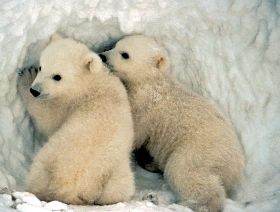 Romantic profile picture Polar Bear Cubs Special Quality