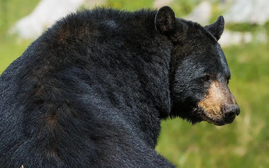 Amazing Black Bear Wallpaper for Wildlife Animal Lovers HD