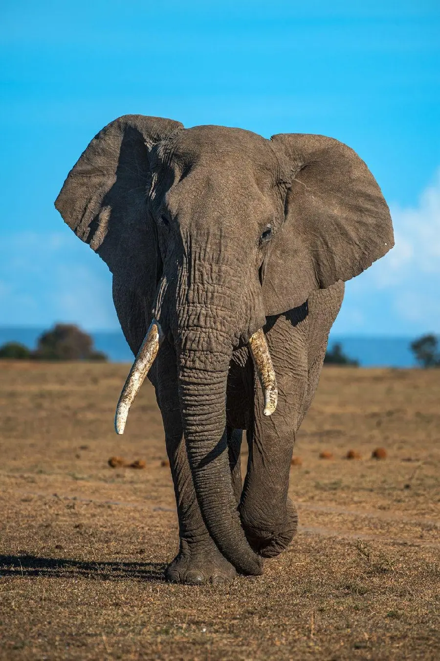 Download the photo of the greatness of the elephant in the African forest HD for wallpaper and mobile background 