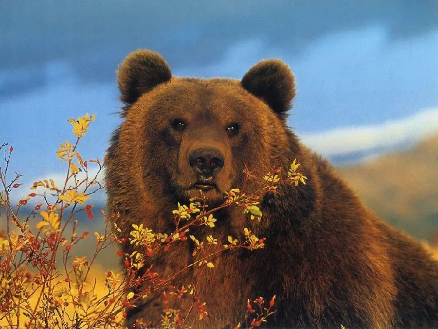 Stunning brown bear background photo with HD resolution