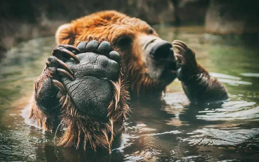 Funny and Spectacular Stock Photo of Bear Playing in Water HD
