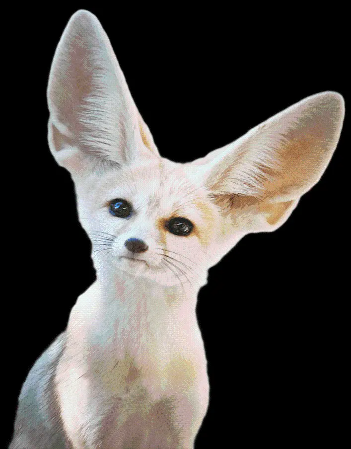 Stock image without background of a real desert fox PNG