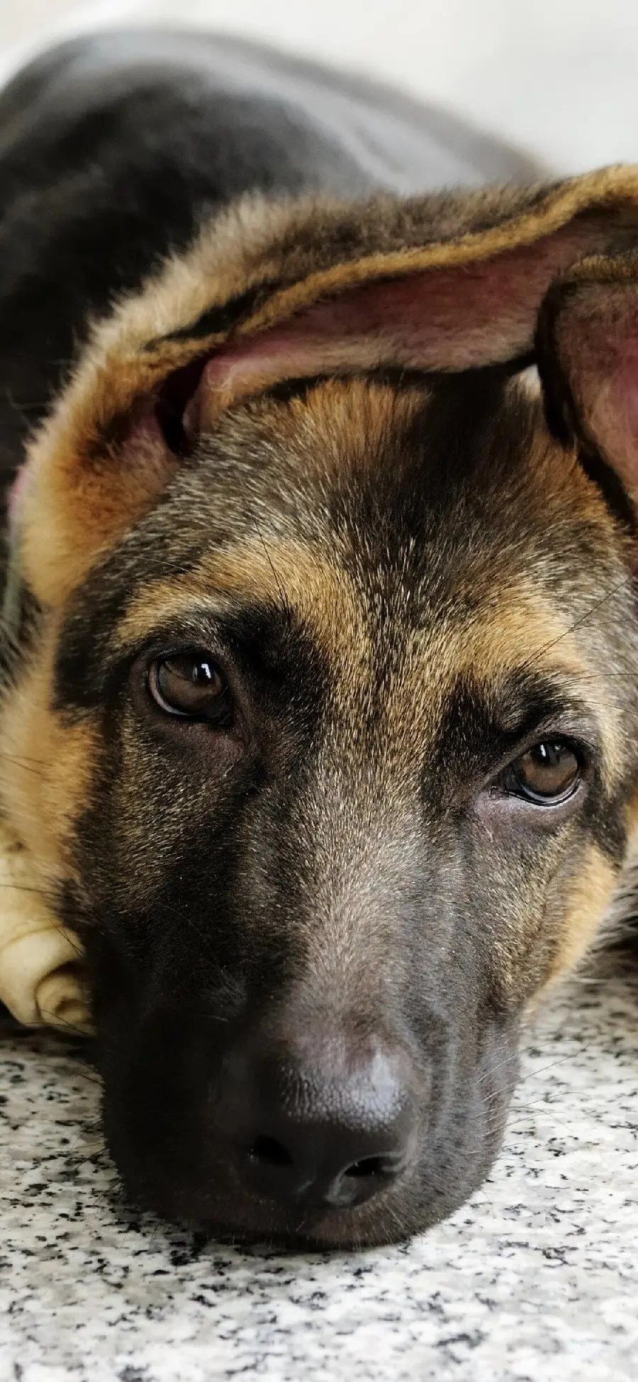 Very high quality wallpaper of a German Shepherd suitable for iPhone phone 