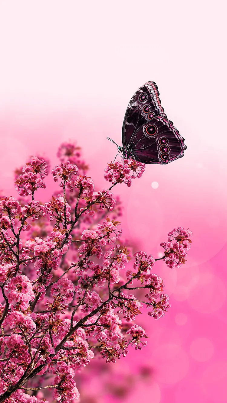 Cute Butterfly Background with Pink Theme for iPhone
