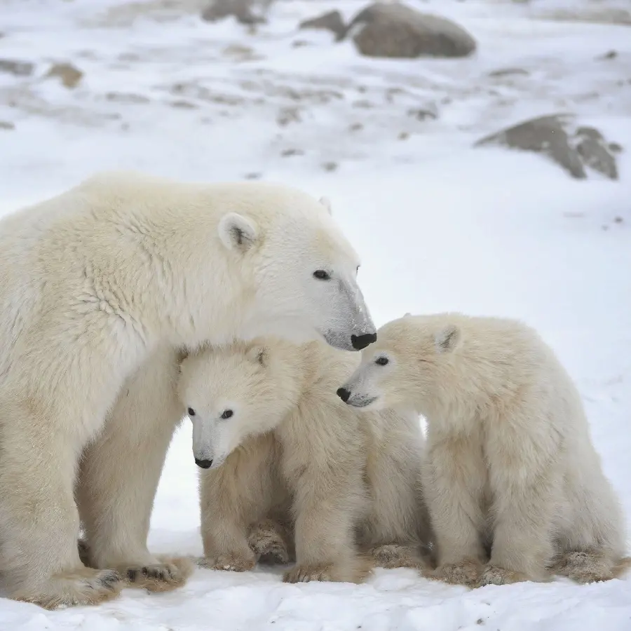 Download wallpaper full hd of a polar bear cub