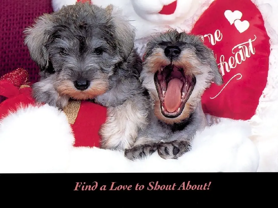 Download attractive and high-quality dog ​​backgrounds with Valentine's Day theme