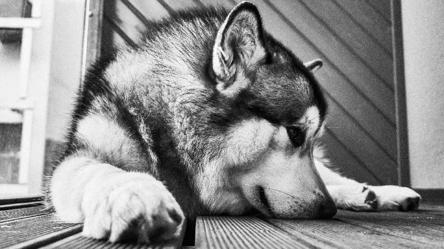 Stylish and special background of a husky dog ​​for desktop background 4K
