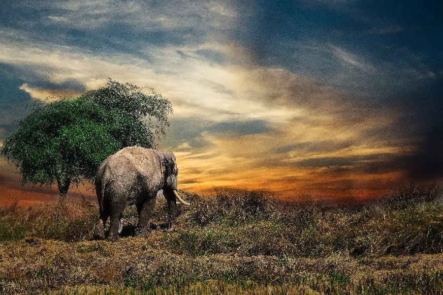Download a fantasy photo with very beautiful colors of an elephant in the desert and grasslands