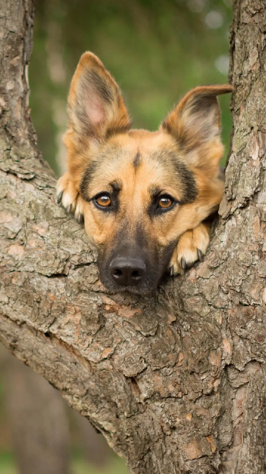 Stock image for iPhone background for German Shepherd lovers 