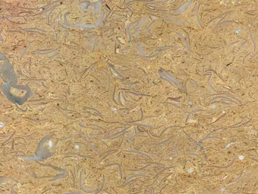 Marbling of the Shiraz Fars Bajgah