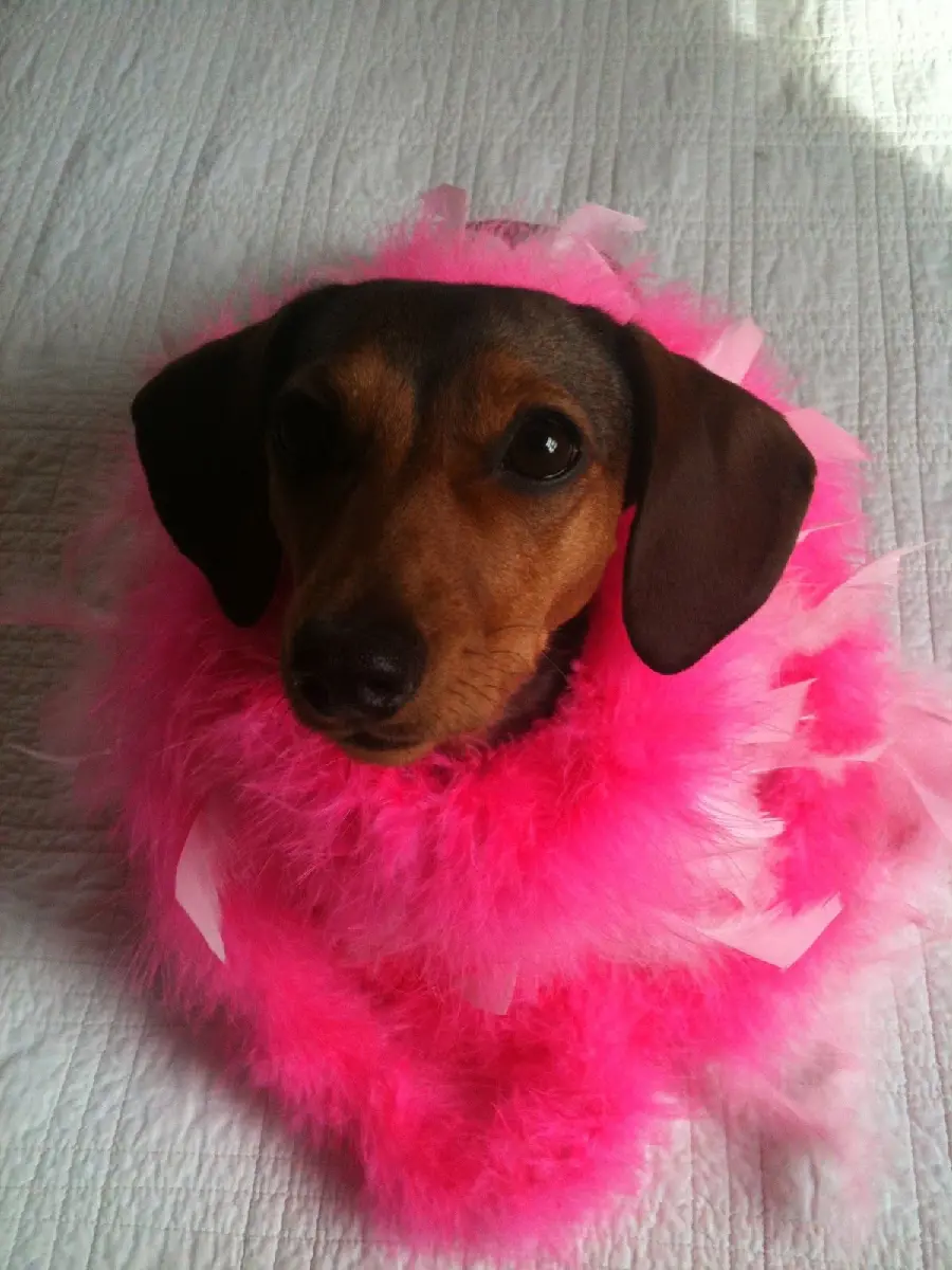Fun and cool background of a brown dog with a Valentine's theme