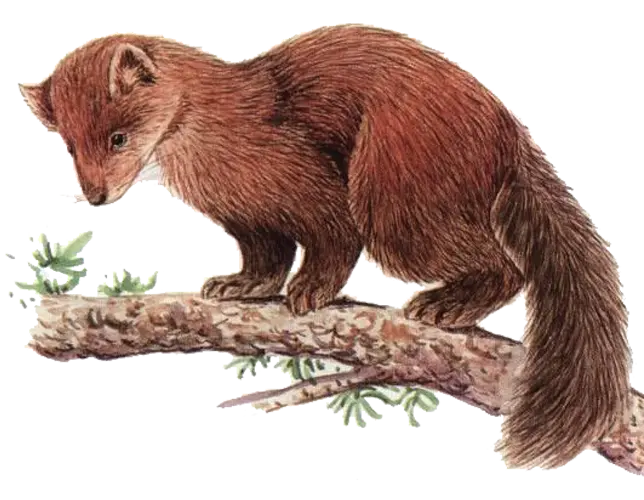 High Quality Image Of Stunning Otter PNG Painting