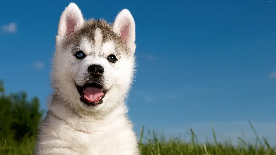 Husky Stock Photo for Computer and Desktop Background