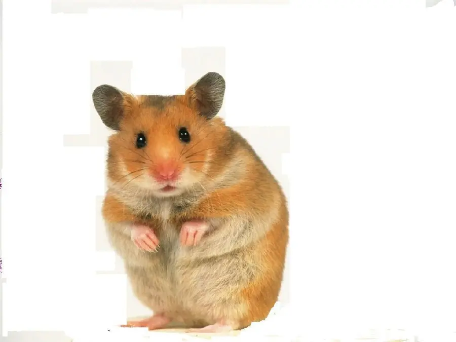 A raw image of a hamster standing and surprised with a white background