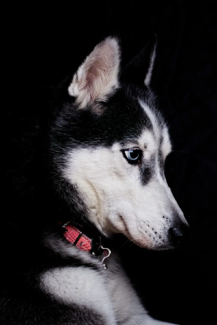 Very Good Quality Husky Background for Cyberspace Chat Page