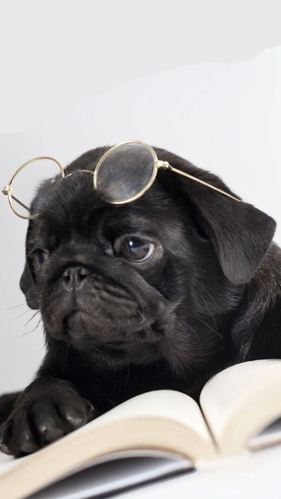Cute Pug Reading Wallpaper for Phone Background