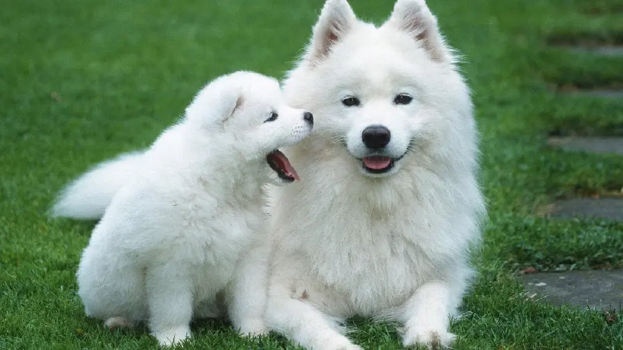 The most beautiful pictures of clean and domestic puppy puppies for use in cyberspace