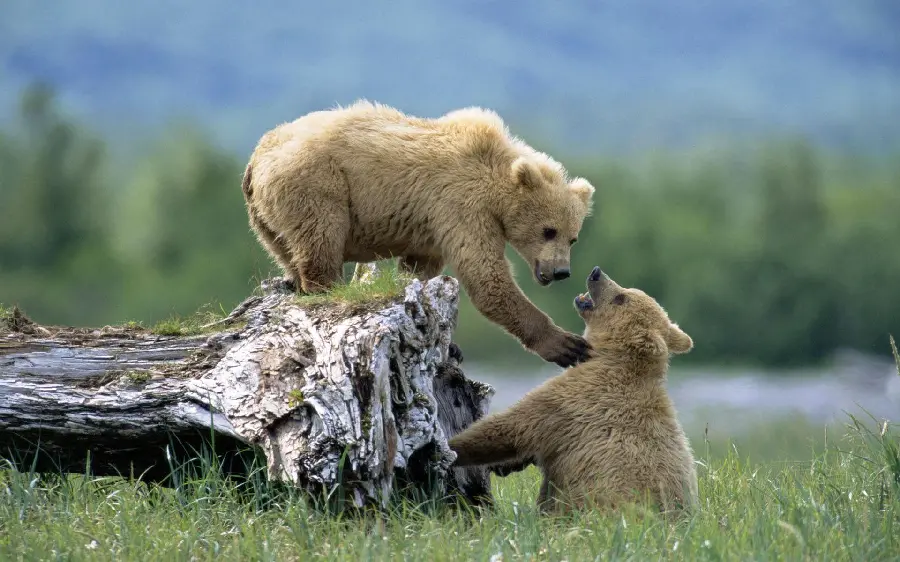 Attractive and beautiful background of a Syrian brown bear cub